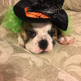 English Bulldog Puppies from My Gang Bulldogs