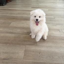Puppy 3 - White male American Eskimo Dog puppy in Redlands, California from Arctic Storm Kennels
