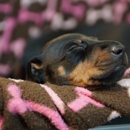 Manchester Terrier Puppies from MosaicManchesters.com