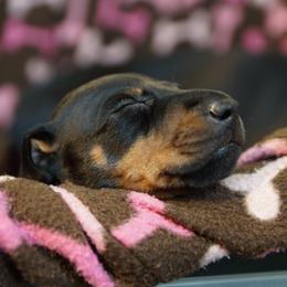 Manchester Terrier Puppies from MosaicManchesters.com