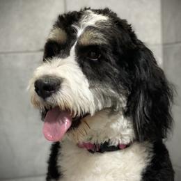 Gracie - Bernedoodle