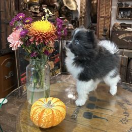 Eclispe - Lavender female Pomeranian puppy in Costa Mesa, California from Wheresmil0