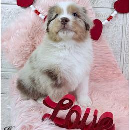 Honor - Red merle male Australian Shepherd puppy in Jonesborough, Tennessee from Lotus Australian Shepherds