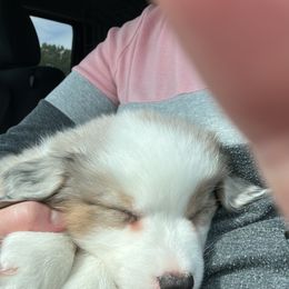 Australian Shepherd Puppies from Mud Path Australian Shepherds
