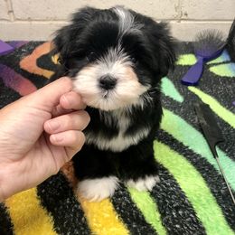 Havanese and Pug Puppies from Casa Blanca Pugs & Mardi Gras Havanese