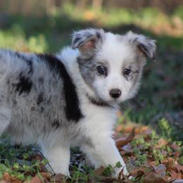 Blaze - Blue merle female Border Collie puppy in Tylertown, Mississippi from Cool Meadow Farms