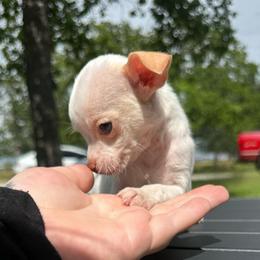Whisper - Cream and white female Chihuahua puppy in Alvord, Texas from Gift of Gods Favor