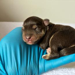 Diego - Liver male Miniature Schnauzer puppy in Menifee, California from Moonshine’s Minis