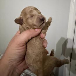 Girl 2 AKC Dolly - Apricot female Poodle puppy in Lees Summit, Missouri from Divine K9s LLC