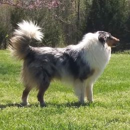 Koi - Collie
