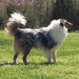 Koi - Collie