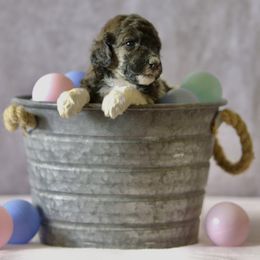 Cornelia - Brindle Poodle puppy in Ephrata, Washington from NCR Ranch