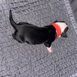 Praline - Black tri female Toy Australian Shepherd puppy in Princeton, Louisiana from Legacy Hill Aussies