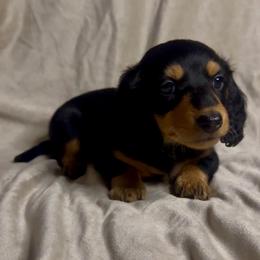 Teddy - Black and tan male Dachshund puppy in Brandon, Florida from Knights Dachshunds