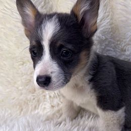 Frankie - Black and tan Pembroke Welsh Corgi puppy in Oregon City, Oregon from Lavendel Corgis