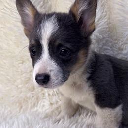 Frankie - Black and tan Pembroke Welsh Corgi puppy in Oregon City, Oregon from Lavendel Corgis