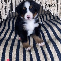 Bernese Mountain Dog Puppies from Blue Ridge Bernese