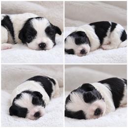 Piper - Black and white female Shichon puppy in Pennsylvania from Manor Hills Shih Tzus