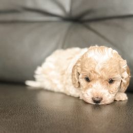 Snap - Blenheim female Cavapoo puppy in Saint George, Utah from Fitzdoodles