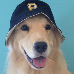 Golden Retrievers from Kathleen Moore's Golden Retrievers