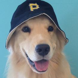 Golden Retrievers from Kathleen Moore's Golden Retrievers