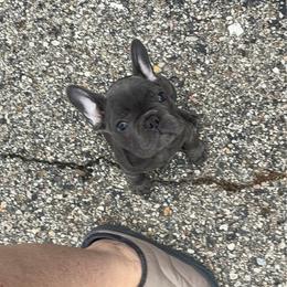 Blue girl - Blue female French Bulldog puppy in Capac, Michigan from Puddles Palace Puppies