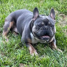 French Bulldogs from Frenchie Central