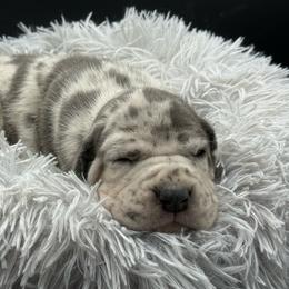 Ariel - Merle female Great Dane puppy in Grand Junction, Colorado from Top Brackett Danes