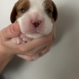 Cavalier King Charles Spaniel Puppies from Misty Meadow Cavaliers
