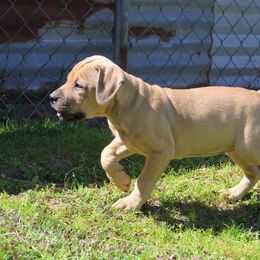 American Pit Bull Terrier Puppies from Axios Kennels