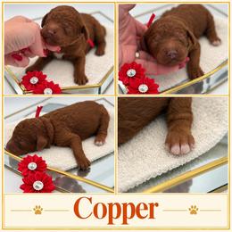 Copper - Red  male Poodle puppy in Mount Vernon, Illinois from AMC Poodles