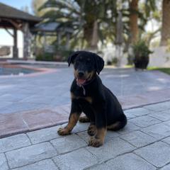 Beauceron Puppies from Trésor de Beauté Beaucerons