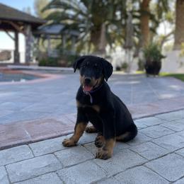 Beauceron Puppies from Trésor de Beauté Beaucerons