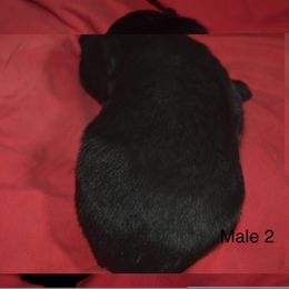 German Shepherd Puppies from Kraften K9