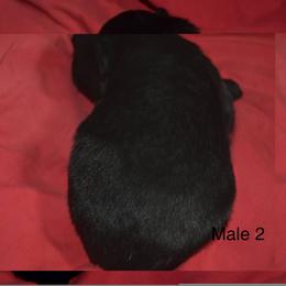 German Shepherd Puppies from Kraften K9
