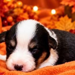 Oakley - Black and white female Cardigan Welsh Corgi puppy in Kerens, West Virginia from Leather & Lace