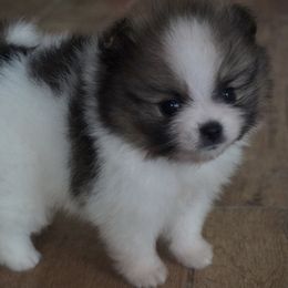 Pomeranians from Elena's Pomeranians