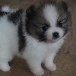 Pomeranians from Elena's Pomeranians