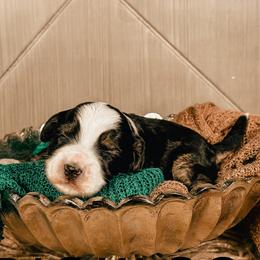 Pickles - Black and chalk male Australian Labradoodle puppy in Decatur, Alabama from Southern Meadows Doodles