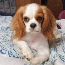 Chapel - Cavalier King Charles Spaniel