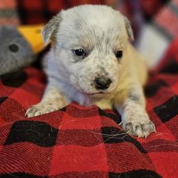 Delta - Red mottled female Australian Cattle Dog puppy in Sneedville, Tennessee from JoAnn's Australian Cattle Dogs