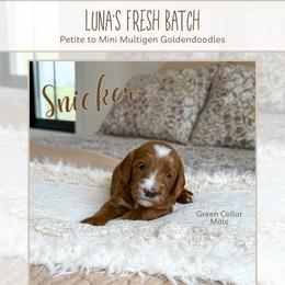 Snicker - Red  male Goldendoodle puppy in Bell Buckle, Tennessee from Precious Puptown Doodles