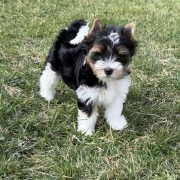 Flora - Black tan and white female Biewer Terrier puppy in Philipsburg, Pennsylvania from Happy Valley Biewer Terriers
