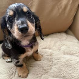 Black and tan longhair dapple mini female - Dapple female Dachshund puppy in Manteca, California from Sweet and Low Dachshunds