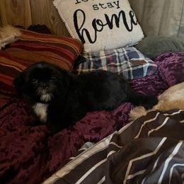 Miles - Black male Shih Tzu puppy in Hibbing, Minnesota from Iron Range Shih Tzu and Puppies