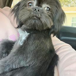 Shih Tzu Puppies from P&B Tzu Tribe