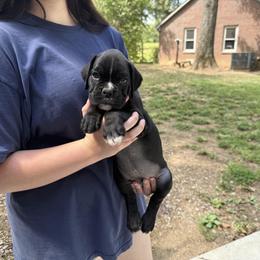 Beau - Brindle male Boxer puppy in Taft, Tennessee from Hillbillie Boxers