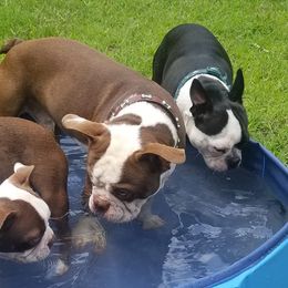 Boston Terriers from Boston Babies
