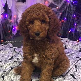 Goldendoodle, Labradoodle, Poodle, and Sheepadoodle Puppies from Osage Puppies