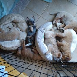 Australian Cattle Dog Puppies from FullMoon Cattle Dogs